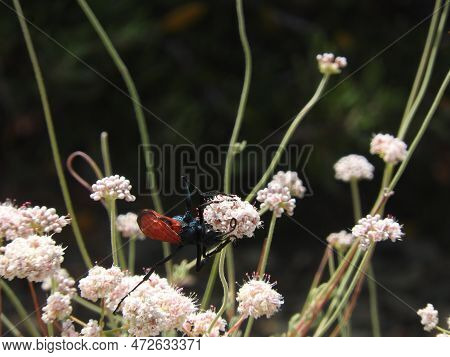 A Tarantula Hawk Crawling On Wildflowers In The Angeles National Forest, San Gabriel Mountains, Cali