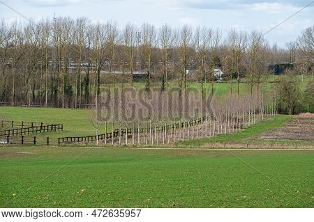 Green Agriculture Fields And Trees At The Flemish Countryside Aroudn Ternat, Flemish Brabant, Belgiu