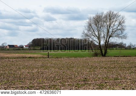 Cropped Corn Fields And Farmhouses At The Flemish Countryside Around Ternat, Brabant, Belgium