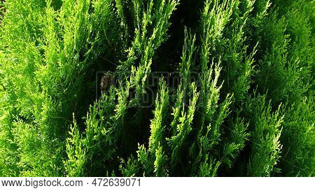 Thuja. Arbor Vitae Or Thuja Occidentalis A Globe-shaped Evergreen Shrub In Garden Center - Globe Arb