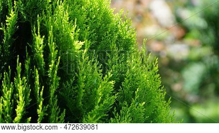 Thuja. Arbor Vitae Or Thuja Occidentalis A Globe-shaped Evergreen Shrub In Garden Center - Globe Arb