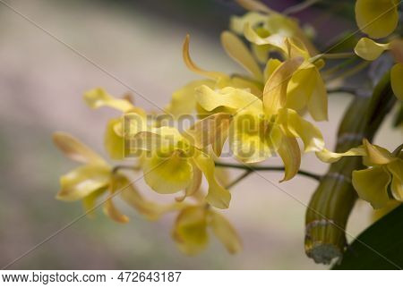 Close-up Of Dendrobium Friedericksianum Orchids Bouquet With Yellow Petals Hanging In The Garden Wit