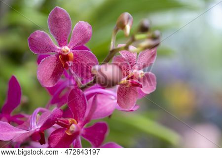 Close-up Of Mokara Orchids Hybrid, Sepals, And Petals Are Dark Pink With A Dots Pattern And Lips Are