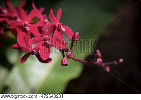 Close-up Of Arachnis Orchids Hybrid, Sepals, And Petals Are Dark Red And Lips Are White Pattern. The