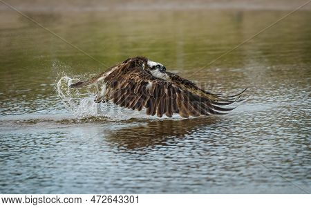 An Osprey Takes Off With Powerful Wing Beats After A Refreshing Bath In The Waters Of An Estuary In 
