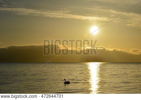 Swans Swim In The Golden Morning Light Of Tarim Lake