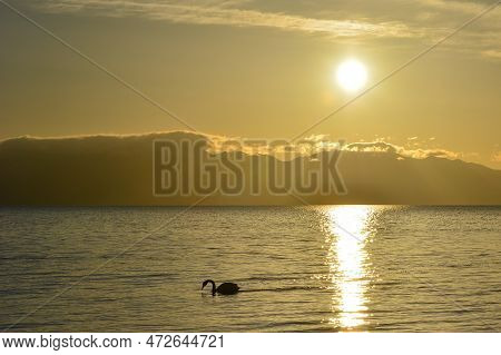 Swans Swim In The Golden Morning Light Of Tarim Lake