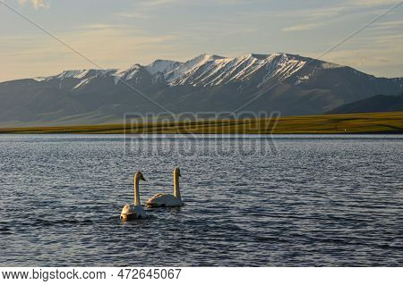 Swans Swim In The Golden Morning Light Of Tarim Lake