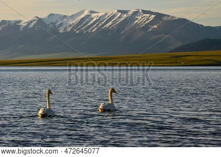 Swans Swim In The Golden Morning Light Of Tarim Lake