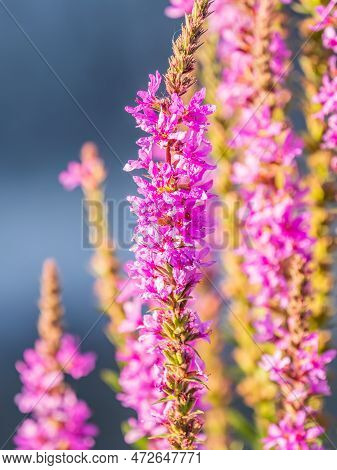 Summer Flowering Purple Loosestrife, Lythrum Tomentosum On A Green Blured Background.