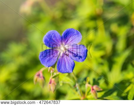 Blue And Purple Flowers Of Geranium Wallichianum. Summer Or Spring Flower Background.