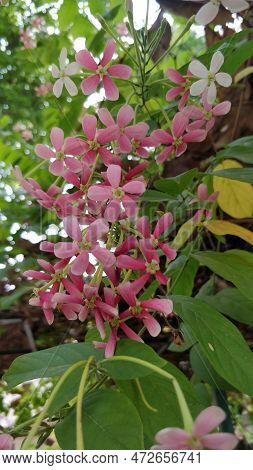 Flower, Nature, Nature Lover, Plants, Pink Flower