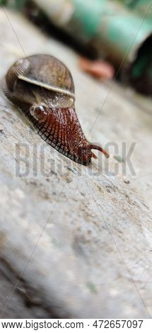Snail, Nature, Slow World, Micro Photography, Brown