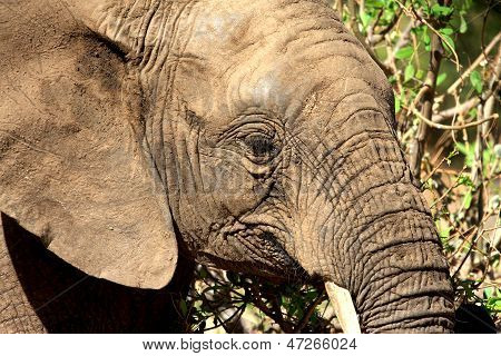 Elefánt