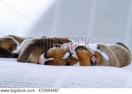 Adorable Multicolored Brown, White And Black Blind Welsh Corgi Puppies Sleeping Together On White So
