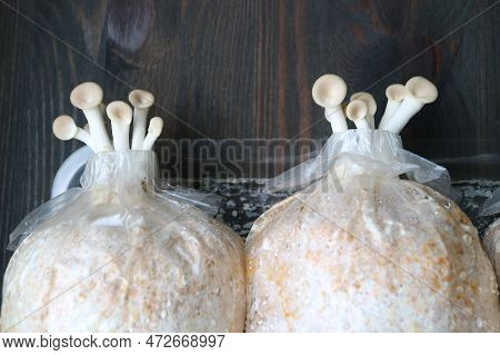 Pin Heads Of Oyster Mushrooms Of The First Flush Growing Out Of The Spawn Bags