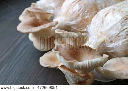 Closeup Of Matured Indian Oyster Mushrooms (pleurotus Pulmonarius) Ready For Harvest