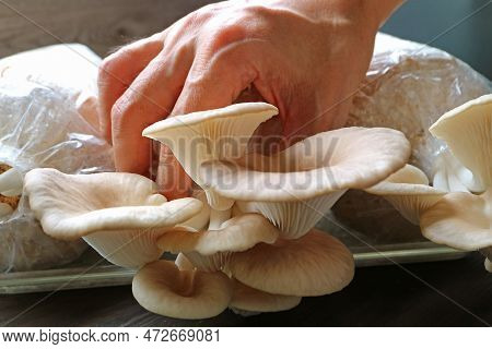 Hand Harvesting Growth Indian Oyster Mushrooms From The Fruiting Block