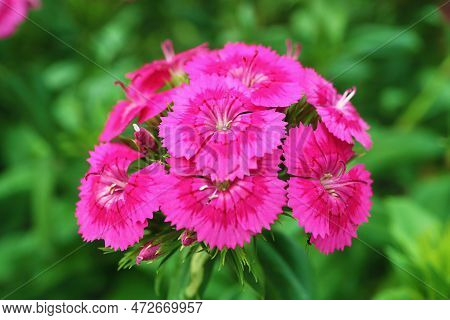 Closeup Of Bunch Of Gorgeous Dianthus Seguieri Or Sequier's Pink Flowers Blossoming In The Sunlight