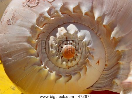 Shell spiralförmig