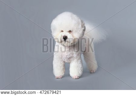 Charming Bichon Frise Dog After Grooming With A Shorn Head In The Shape Of A Ball.