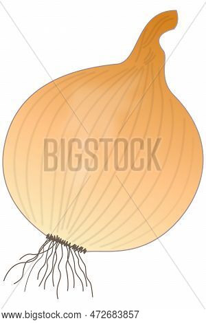 Vector Illustration Of Kitchen Onion With Peel