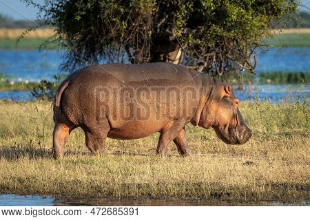 Hippo Walks On Grassy Island In Sunshine