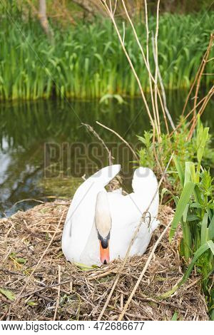 A White Female Swan Resting On Her Nest Next To A Lake And Surrounded By Green Grass In Figgate Park