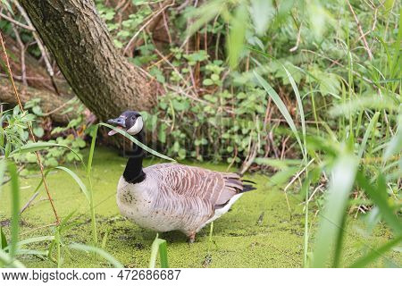 A Bird And Duck Eating A Leaf With Its Open Beak Inside The Water Or Mud On A Lake Or Pond In Figgat