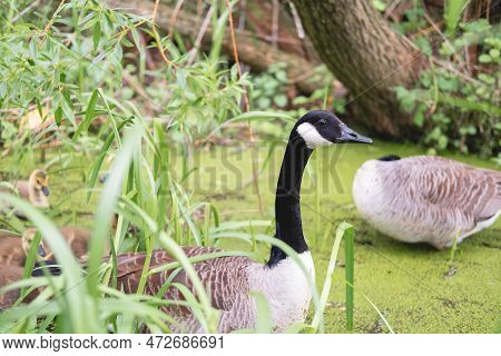 A Duck Family With Several Little Ducklings On A Lake Or Pond Surrounded By Green Grass And Plants I