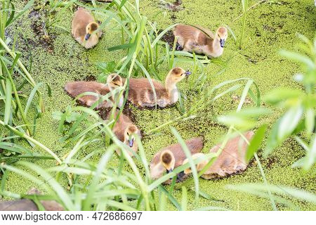 A Group Of Seven Ducklings Swimming On A Lake Or Pond Surrounded By Green Grass And Plants In Figgat