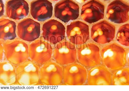 Close-up Of Bee Honeycombs Of Geometric Hexagonal Shapes Full Of Tasty Honey Reflecting Light. Beeke