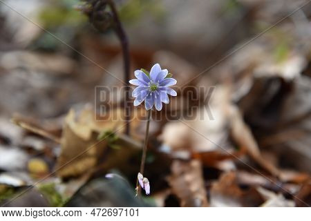 Purple Wildflower Growing In The Early Spring