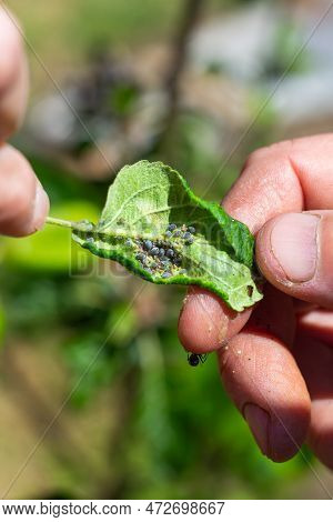 A Fat Black Aphid On A Green Leaf In The Gardener's Hands. Prevention And Control Of Insect Garden P
