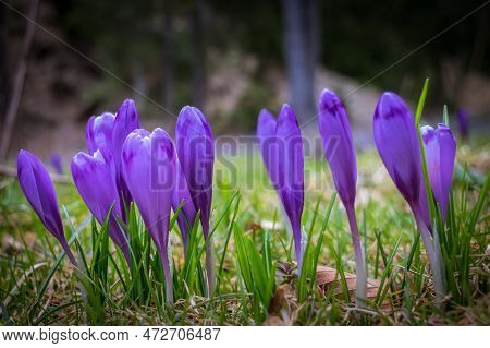 Crocus Flower With Shallow Dof Of Field In Springtime. Beautiful And Creative Composition Of A Group