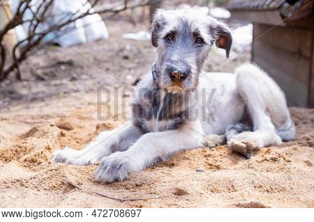 Six Month Old Irish Wolfhound.portrait Of Irish Wolfhound Puppy. Happy Dog, Pet Concept