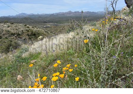 Spring In The Superstition Mountains, Wildflowers On Hillside