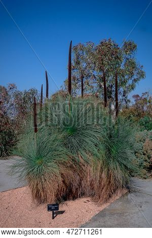 Flowering Native Xanthorrhoea Media Or Grass Tree