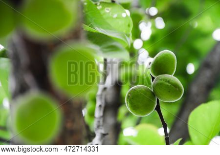 Three Small Green Peaches About To Ripen And Still Hanging From The Tree
