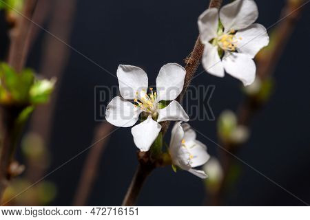 Macro Photo Of A Flower Of A Fuji Cherry Tree, Prunus Incisa