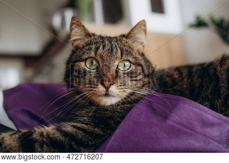 Relaxed Domestic Cat At Home, Indoor. Cat On Kittchen