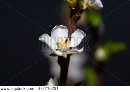 Macro Photo Of A Flower Of A Fuji Cherry, Prunus Incisa