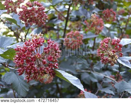 Viburnum Pemphigus (physocarpus Opulifolius, Spiraea Opulifolius) Produces Red Seeds In Autumn