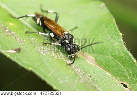 Natural Closeup On A Colorful Sawfly Species , Macrophya Duodecimpunctata, Sitting On A Green Leaf I
