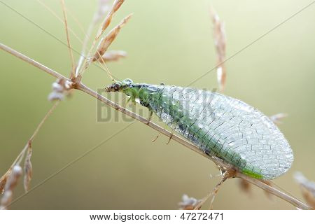 Zelené ve kterém byly Chrysopidae hmyz
