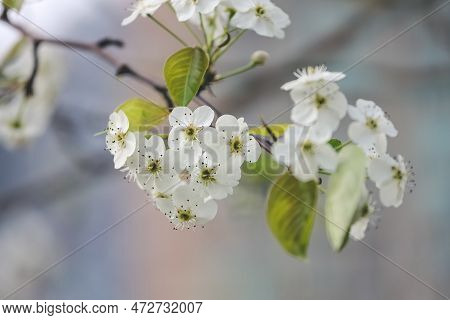 A Sand Pear Or Pyrus Pyrifolia Flowers. Beautiful White Flowers Bloom
