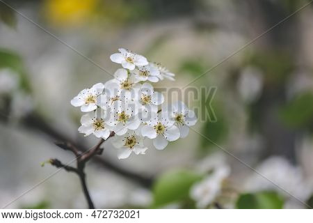 A Sand Pear Or Pyrus Pyrifolia Flowers. Beautiful White Flowers Bloom