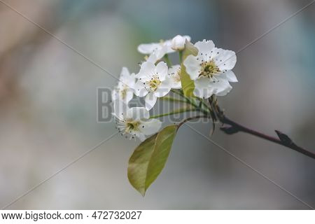 Sand Pear Or Pyrus Pyrifolia Flowers. Beautiful White Flowers Bloom