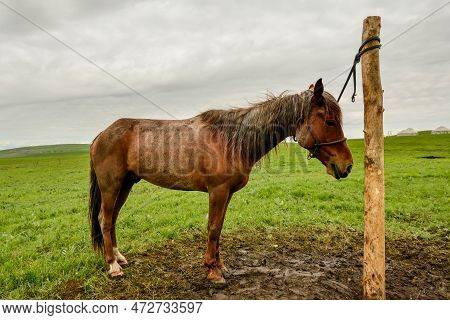 The Horses On The Kalajun Prairie In Xinjiang .