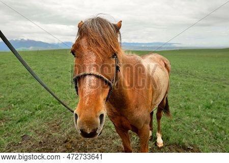The Horses On The Kalajun Prairie In Xinjiang .